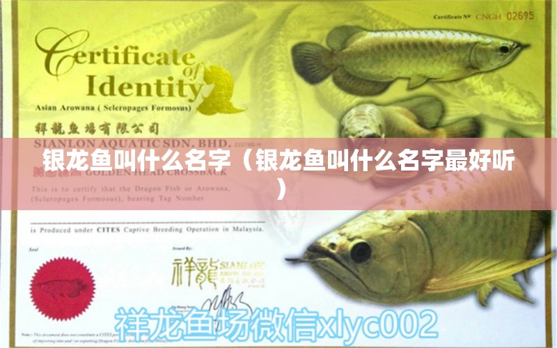 銀龍魚叫什么名字（銀龍魚叫什么名字最好聽） 銀龍魚