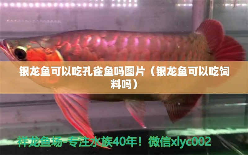 銀龍魚可以吃孔雀魚嗎圖片（銀龍魚可以吃飼料嗎）