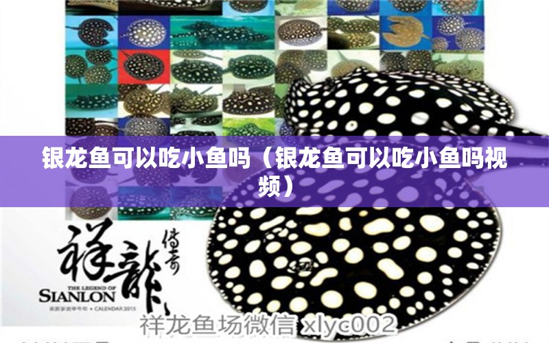 銀龍魚可以吃小魚嗎（銀龍魚可以吃小魚嗎視頻） 銀龍魚