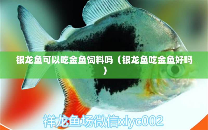 銀龍魚可以吃金魚飼料嗎（銀龍魚吃金魚好嗎）