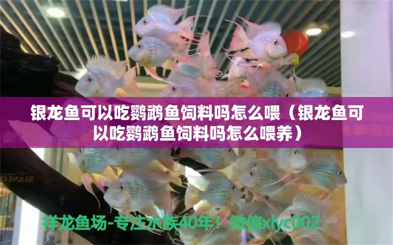 銀龍魚可以吃鸚鵡魚飼料嗎怎么喂（銀龍魚可以吃鸚鵡魚飼料嗎怎么喂養(yǎng)） 鸚鵡魚