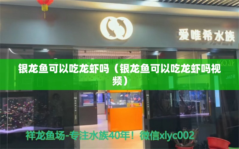 銀龍魚可以吃龍蝦嗎（銀龍魚可以吃龍蝦嗎視頻） 銀龍魚