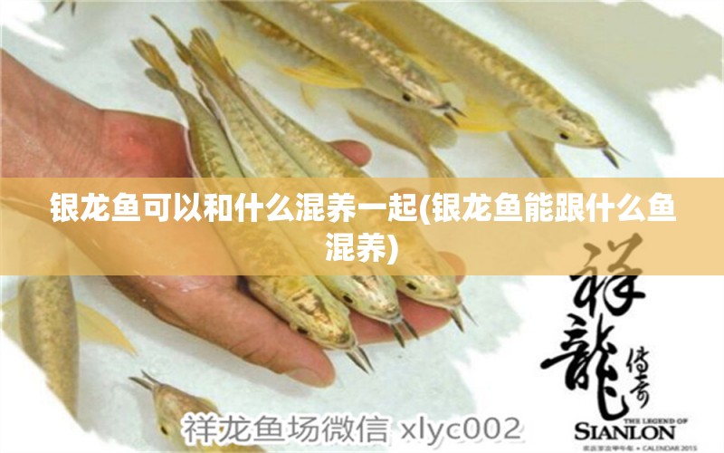 銀龍魚可以和什么混養(yǎng)一起(銀龍魚能跟什么魚混養(yǎng))