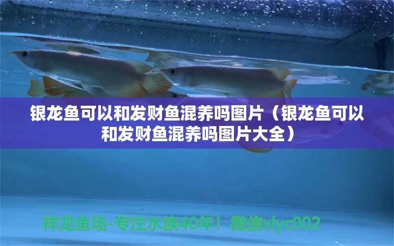 銀龍魚可以和發(fā)財魚混養(yǎng)嗎圖片（銀龍魚可以和發(fā)財魚混養(yǎng)嗎圖片大全） 銀龍魚