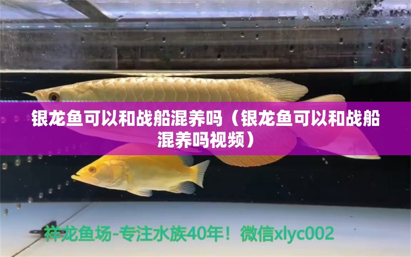 銀龍魚可以和戰(zhàn)船混養(yǎng)嗎（銀龍魚可以和戰(zhàn)船混養(yǎng)嗎視頻） 銀龍魚