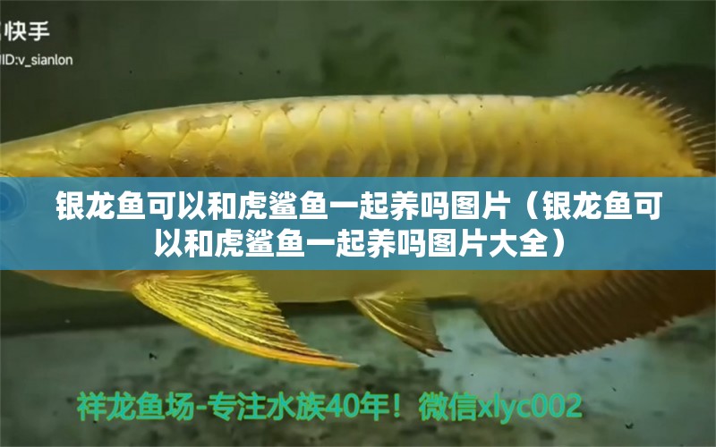 銀龍魚可以和虎鯊魚一起養(yǎng)嗎圖片（銀龍魚可以和虎鯊魚一起養(yǎng)嗎圖片大全）