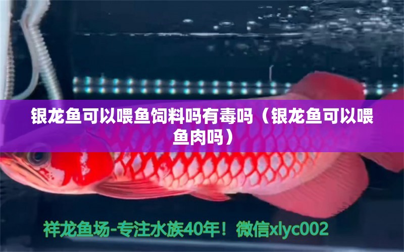 銀龍魚可以喂魚飼料嗎有毒嗎（銀龍魚可以喂魚肉嗎） 元寶鳳凰魚專用魚糧