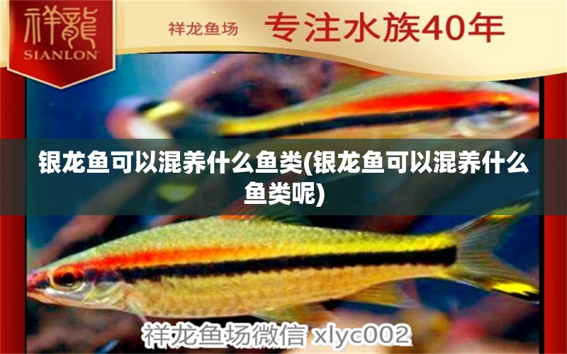 銀龍魚可以混養(yǎng)什么魚類(銀龍魚可以混養(yǎng)什么魚類呢) 魚缸/水族箱