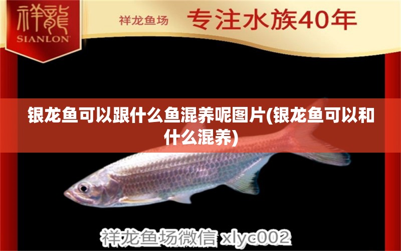 銀龍魚可以跟什么魚混養(yǎng)呢圖片(銀龍魚可以和什么混養(yǎng)) 銀龍魚