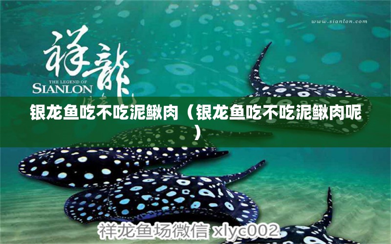 銀龍魚吃不吃泥鰍肉（銀龍魚吃不吃泥鰍肉呢） 銀龍魚