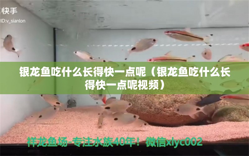 銀龍魚吃什么長得快一點(diǎn)呢（銀龍魚吃什么長得快一點(diǎn)呢視頻） 銀龍魚