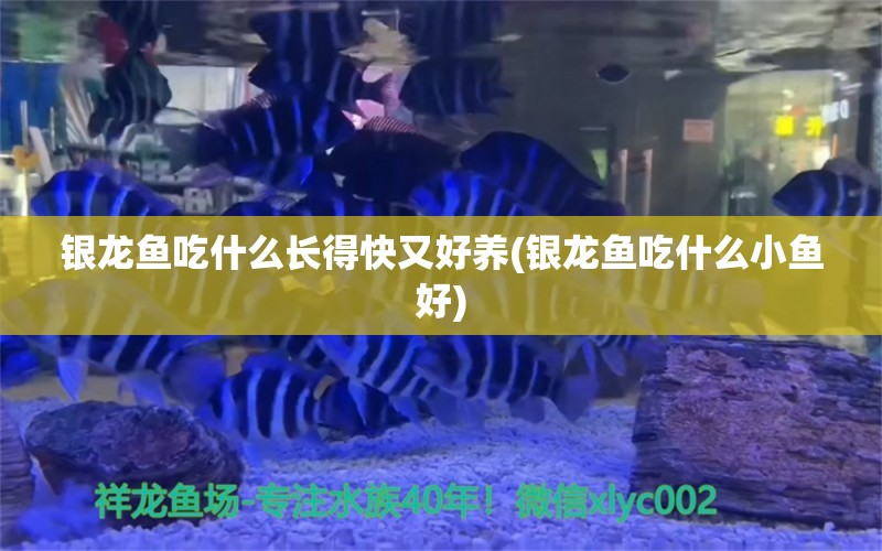 銀龍魚(yú)吃什么長(zhǎng)得快又好養(yǎng)(銀龍魚(yú)吃什么小魚(yú)好) 銀龍魚(yú)