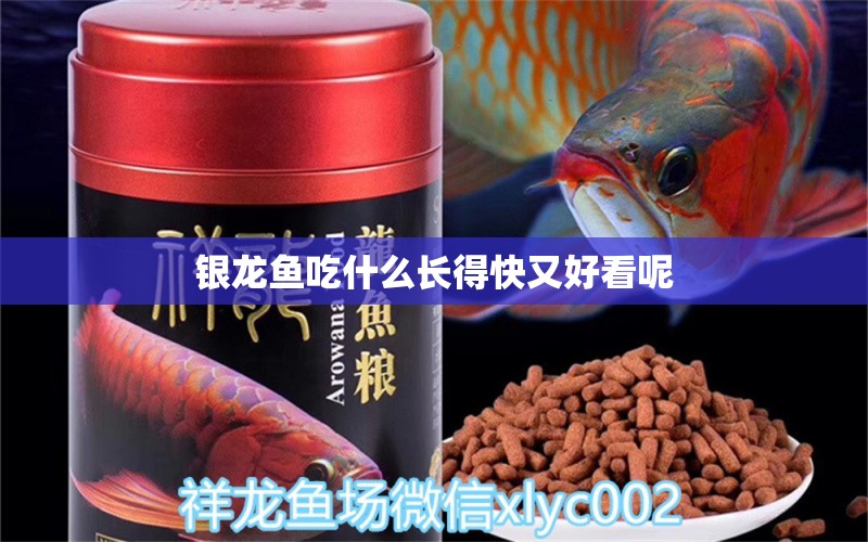 銀龍魚吃什么長得快又好看呢