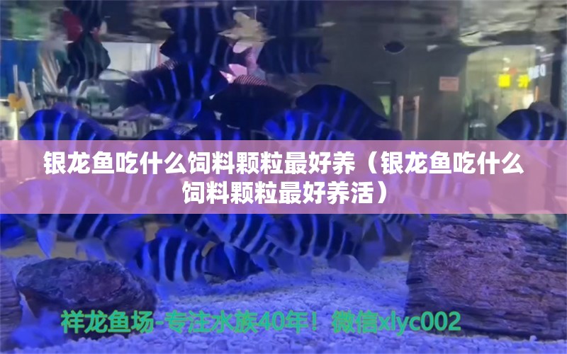 銀龍魚(yú)吃什么飼料顆粒最好養(yǎng)（銀龍魚(yú)吃什么飼料顆粒最好養(yǎng)活）