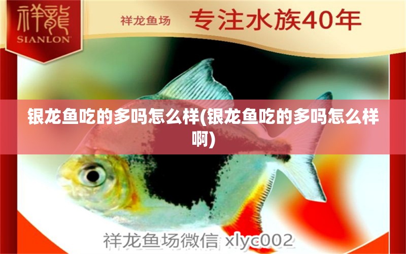 銀龍魚吃的多嗎怎么樣(銀龍魚吃的多嗎怎么樣啊)