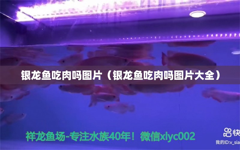 銀龍魚吃肉嗎圖片（銀龍魚吃肉嗎圖片大全） 銀龍魚