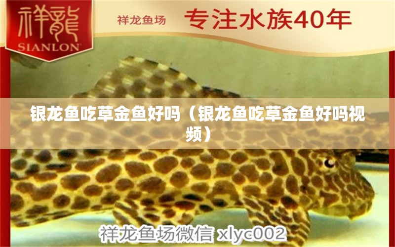 銀龍魚吃草金魚好嗎（銀龍魚吃草金魚好嗎視頻）