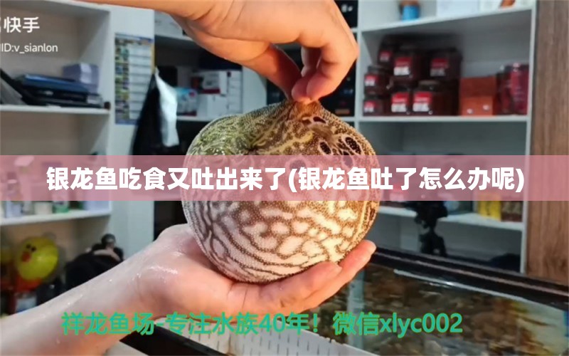 銀龍魚(yú)吃食又吐出來(lái)了(銀龍魚(yú)吐了怎么辦呢) 銀龍魚(yú)