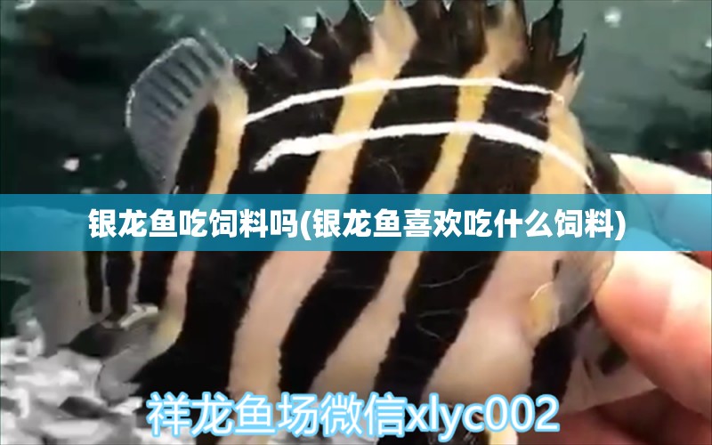 銀龍魚吃飼料嗎(銀龍魚喜歡吃什么飼料) 銀龍魚