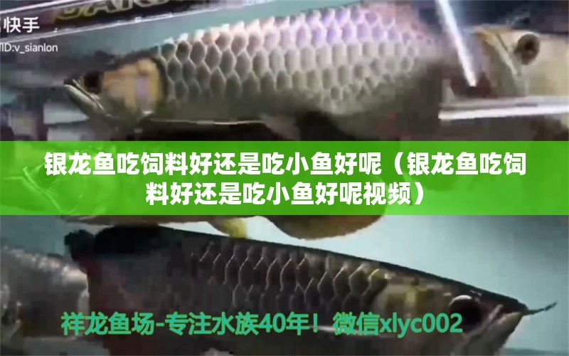 銀龍魚(yú)吃飼料好還是吃小魚(yú)好呢（銀龍魚(yú)吃飼料好還是吃小魚(yú)好呢視頻）