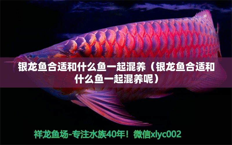 銀龍魚合適和什么魚一起混養(yǎng)（銀龍魚合適和什么魚一起混養(yǎng)呢） 銀龍魚