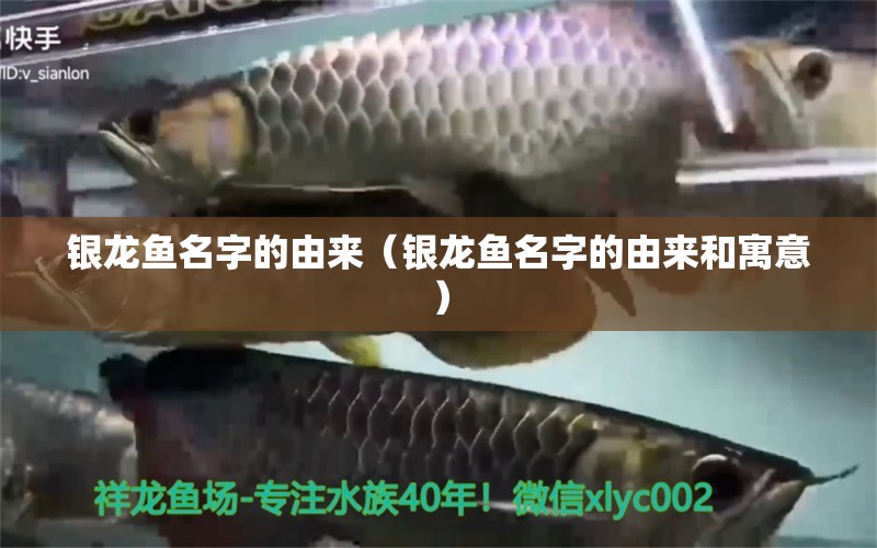 銀龍魚名字的由來（銀龍魚名字的由來和寓意） 銀龍魚