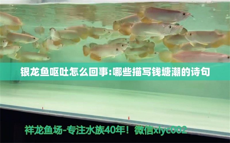 銀龍魚嘔吐怎么回事:哪些描寫錢塘潮的詩句