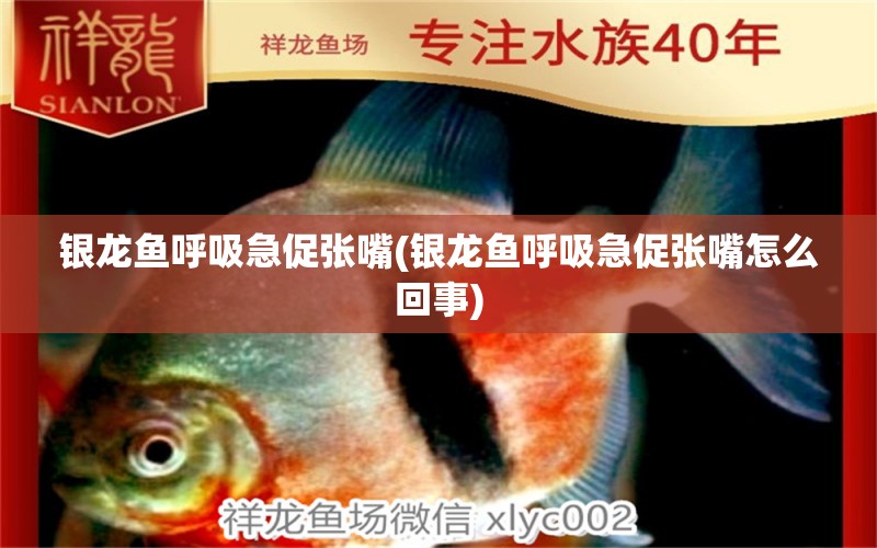 銀龍魚(yú)呼吸急促?gòu)堊?銀龍魚(yú)呼吸急促?gòu)堊煸趺椿厥? 銀龍魚(yú)