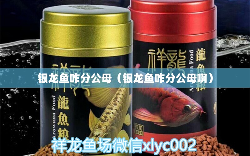 銀龍魚咋分公母（銀龍魚咋分公母?。? title=