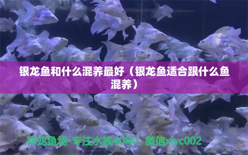 銀龍魚和什么混養(yǎng)最好（銀龍魚適合跟什么魚混養(yǎng)）