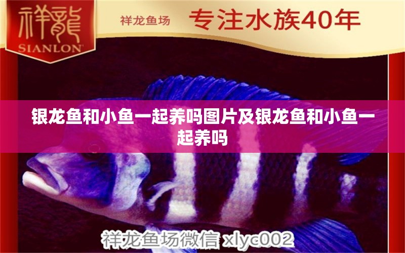 銀龍魚和小魚一起養(yǎng)嗎圖片及銀龍魚和小魚一起養(yǎng)嗎 銀龍魚