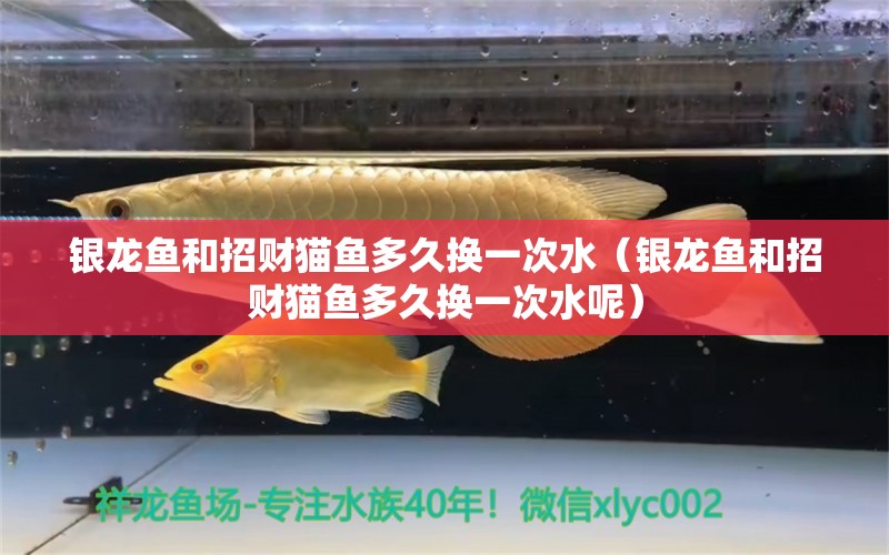 銀龍魚(yú)和招財(cái)貓魚(yú)多久換一次水（銀龍魚(yú)和招財(cái)貓魚(yú)多久換一次水呢）