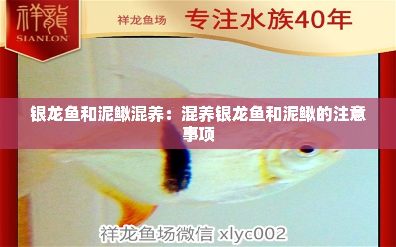 銀龍魚和泥鰍混養(yǎng)：混養(yǎng)銀龍魚和泥鰍的注意事項 水族問答 第2張