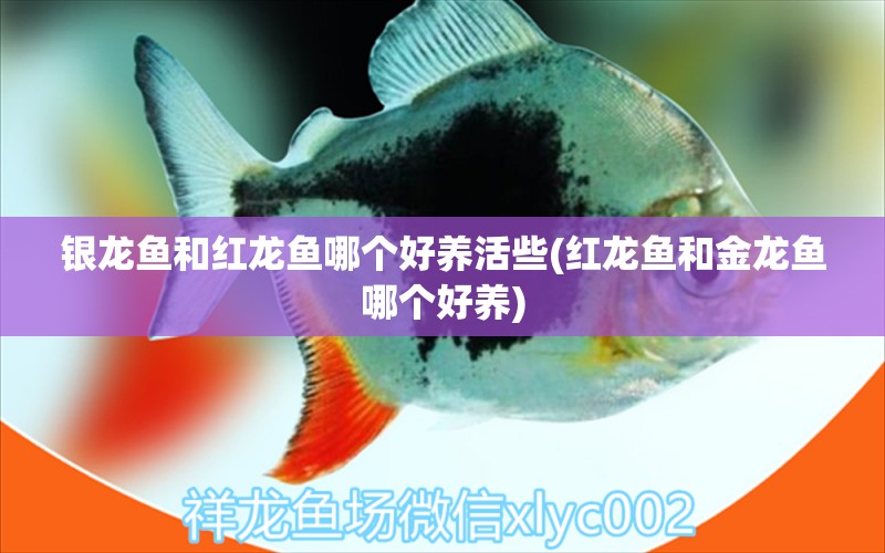 銀龍魚和紅龍魚哪個好養(yǎng)活些(紅龍魚和金龍魚哪個好養(yǎng))