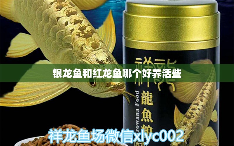 銀龍魚和紅龍魚哪個好養(yǎng)活些 水族問答 第1張