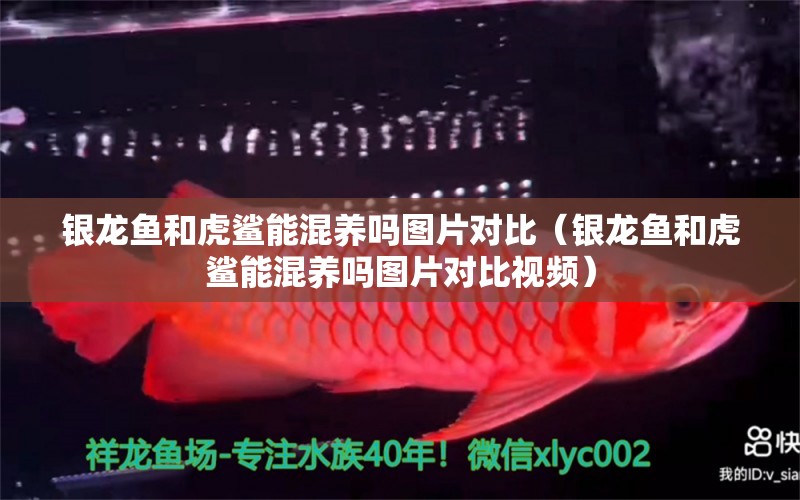 銀龍魚(yú)和虎鯊能混養(yǎng)嗎圖片對(duì)比（銀龍魚(yú)和虎鯊能混養(yǎng)嗎圖片對(duì)比視頻） 銀龍魚(yú)