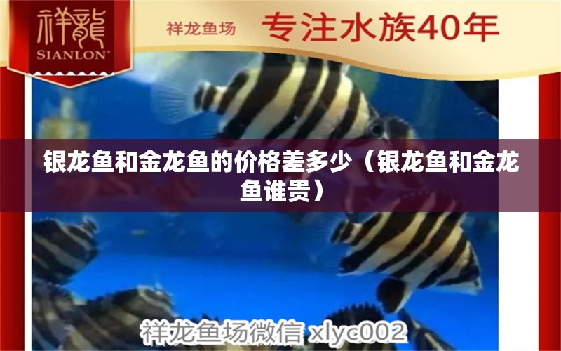 銀龍魚和金龍魚的價(jià)格差多少（銀龍魚和金龍魚誰貴）