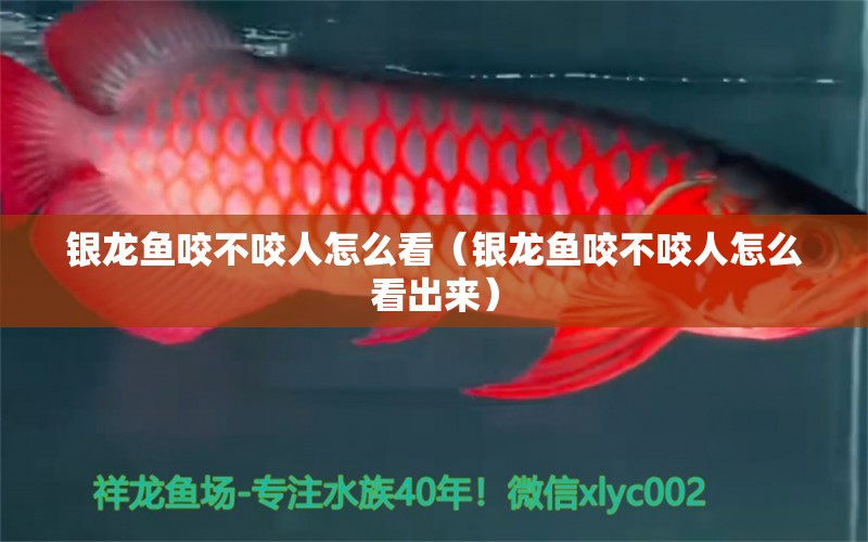 銀龍魚咬不咬人怎么看（銀龍魚咬不咬人怎么看出來）