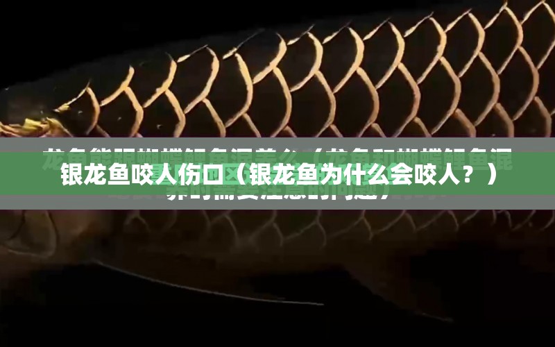 銀龍魚咬人傷口（銀龍魚為什么會咬人？） 水族問答 第1張