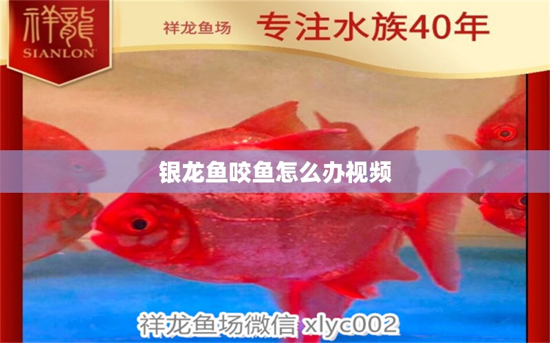 銀龍魚咬魚怎么辦視頻