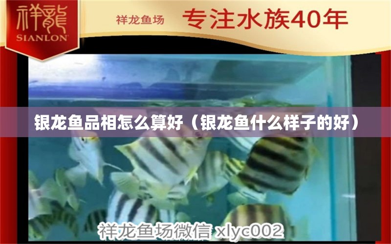 銀龍魚(yú)品相怎么算好（銀龍魚(yú)什么樣子的好）