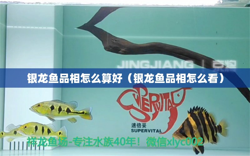 銀龍魚(yú)品相怎么算好（銀龍魚(yú)品相怎么看）