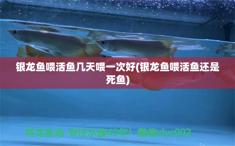 銀龍魚喂活魚幾天喂一次好(銀龍魚喂活魚還是死魚)