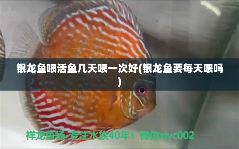 銀龍魚喂活魚幾天喂一次好(銀龍魚要每天喂嗎)