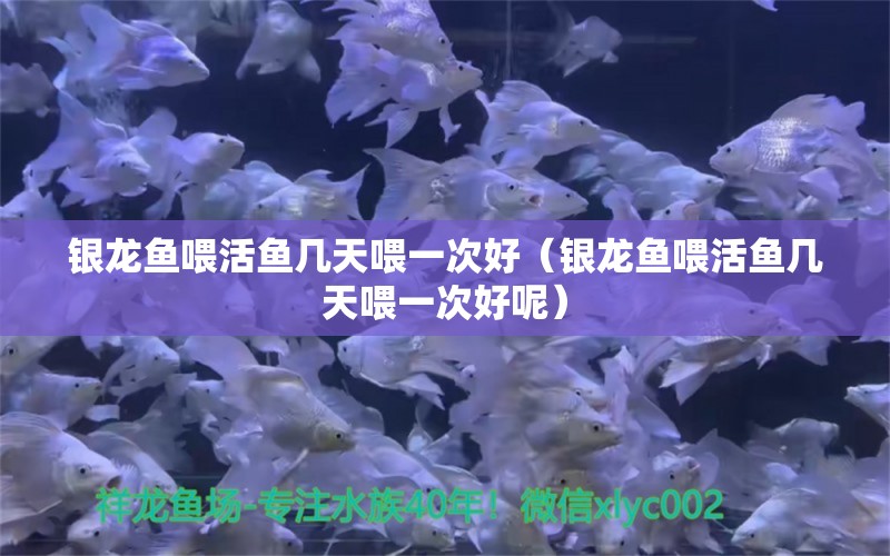 銀龍魚喂活魚幾天喂一次好（銀龍魚喂活魚幾天喂一次好呢）