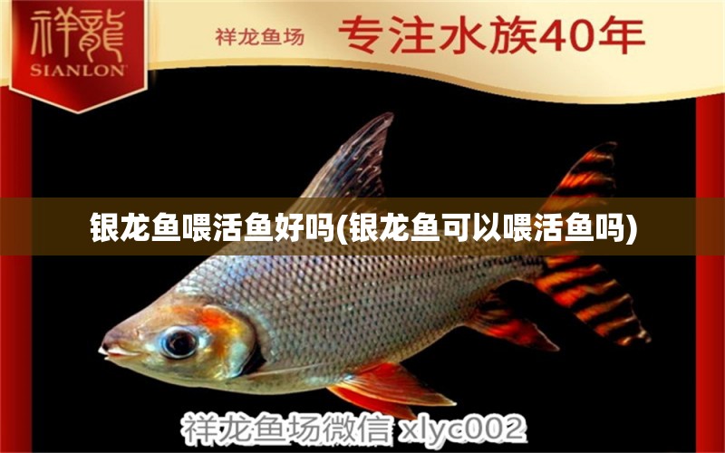 銀龍魚喂活魚好嗎(銀龍魚可以喂活魚嗎)