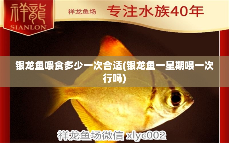 銀龍魚喂食多少一次合適(銀龍魚一星期喂一次行嗎) 銀龍魚