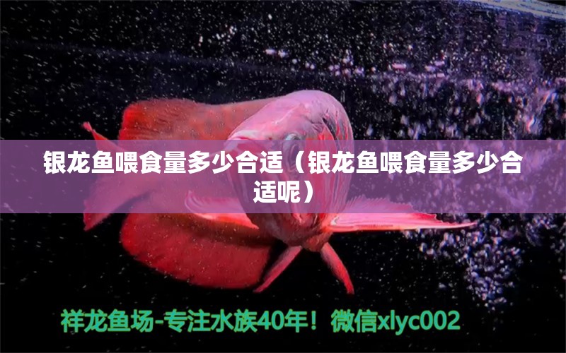 銀龍魚喂食量多少合適（銀龍魚喂食量多少合適呢） 銀龍魚