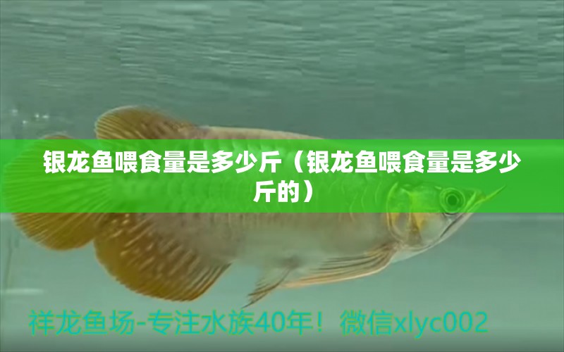 銀龍魚(yú)喂食量是多少斤（銀龍魚(yú)喂食量是多少斤的） 銀龍魚(yú)