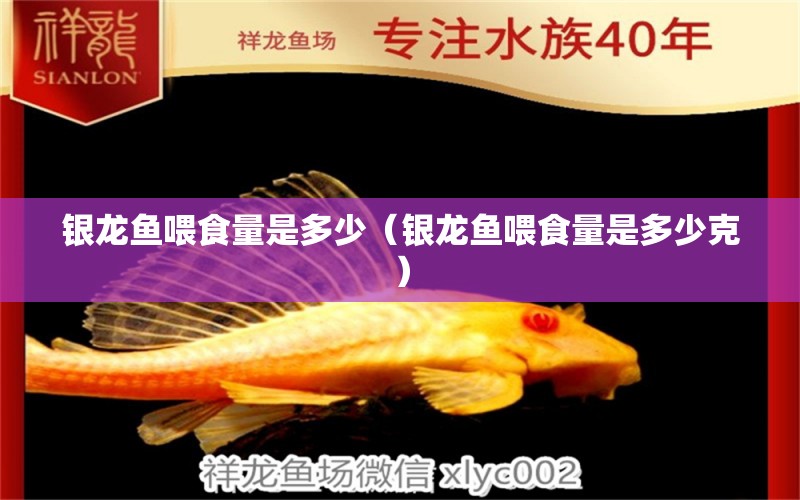 銀龍魚喂食量是多少（銀龍魚喂食量是多少克） 銀龍魚